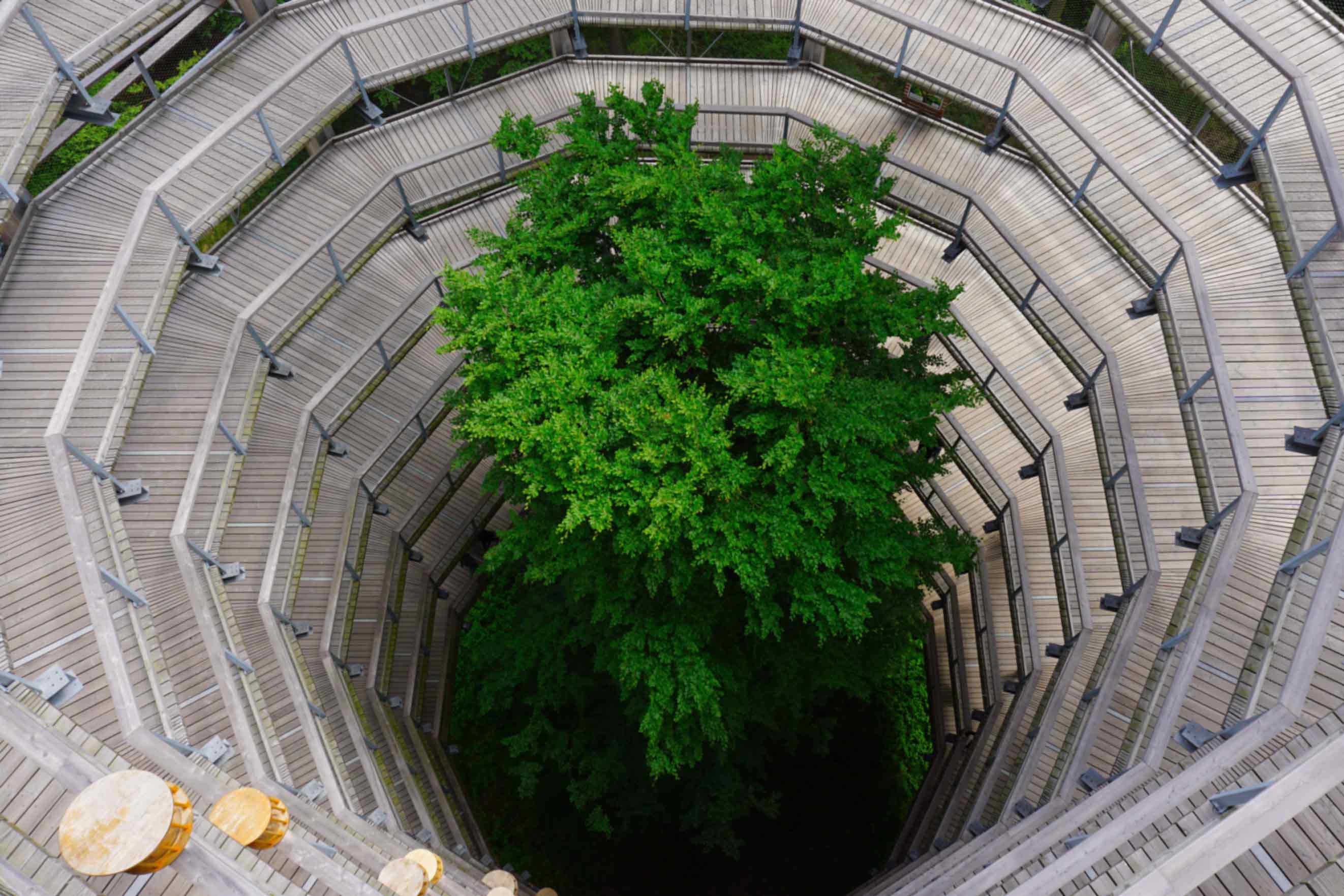 high angle view tree