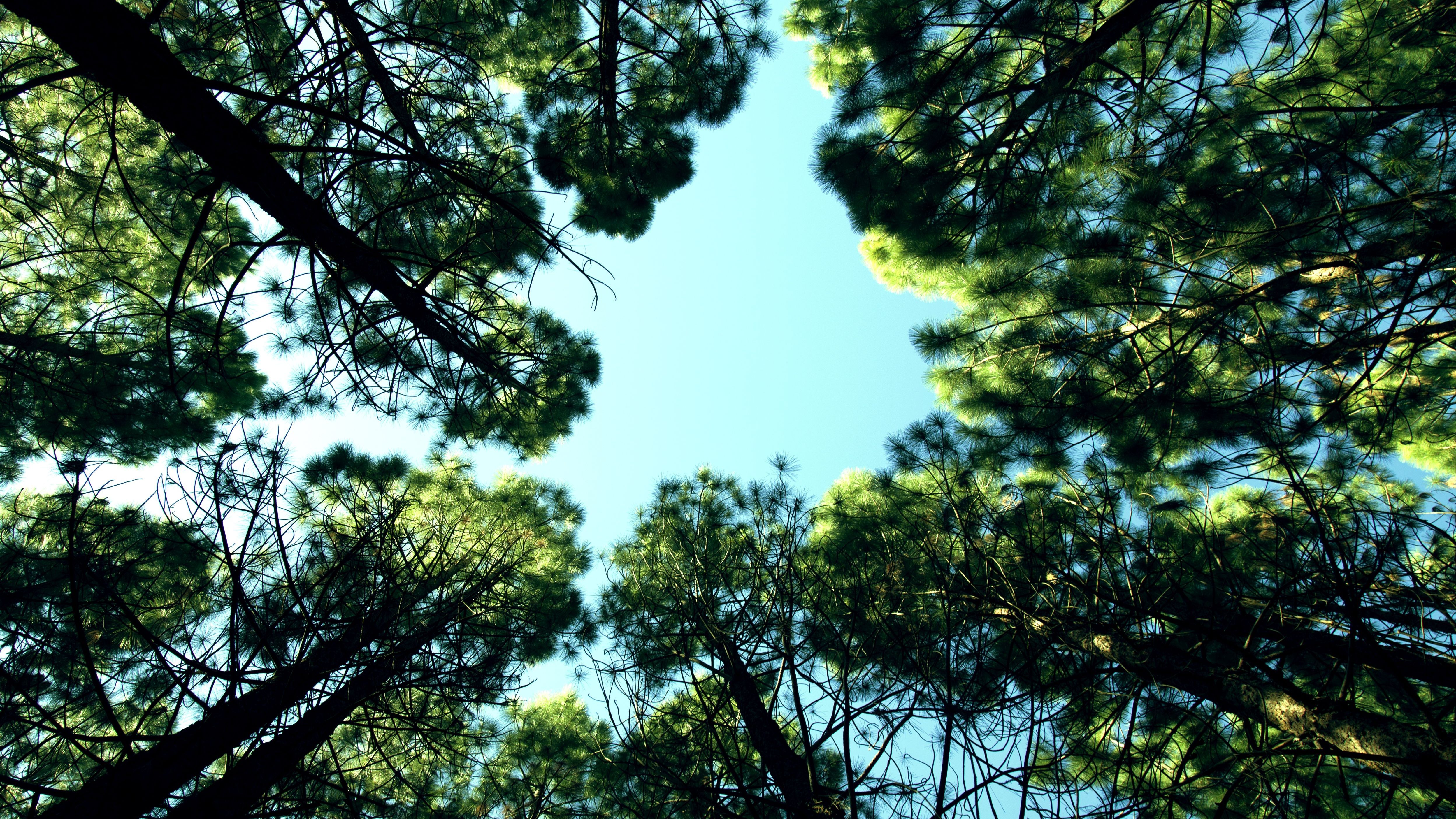 Bild: Perspektive von unten nach oben in einem Wald, wobei hohe Bäume mit grünen Kronen einen kreisförmigen Ausschnitt des blauen Himmels umrahmen.