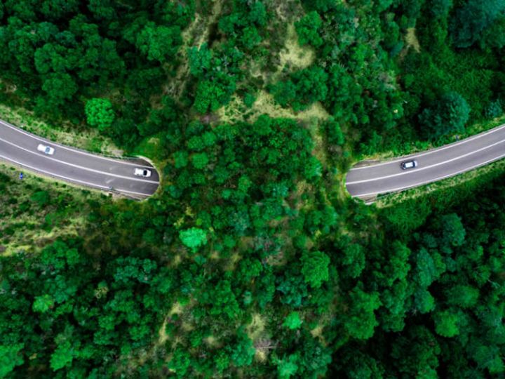 street across nature forest