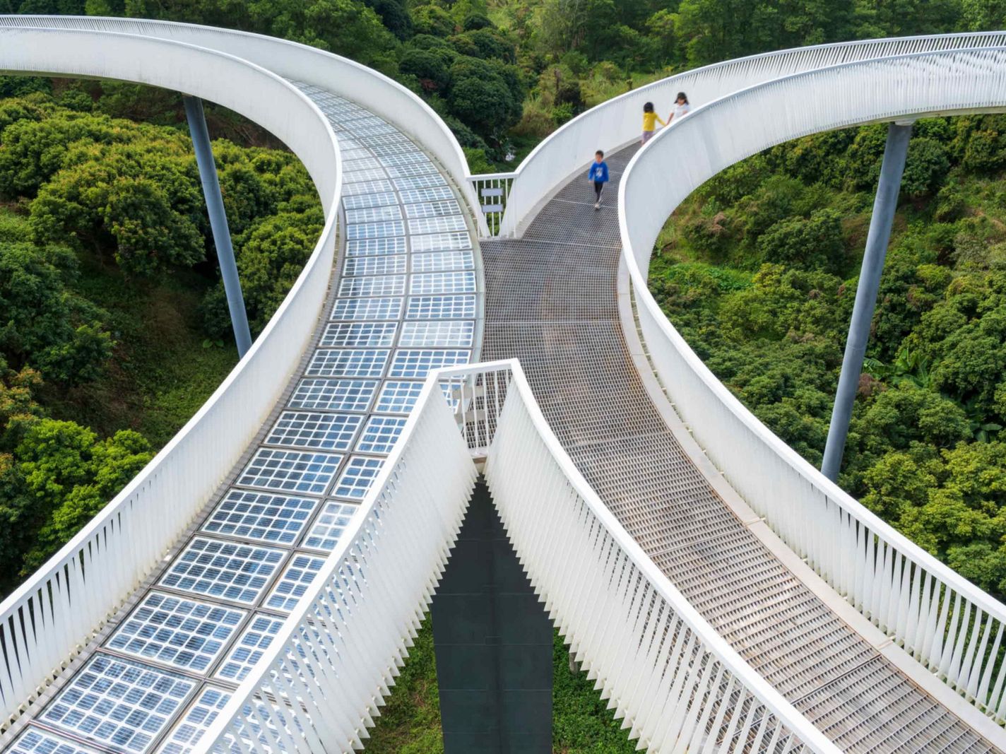 forest with connecting bridges