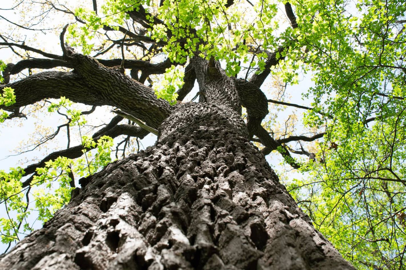 Großer Baum mit starken Stamm